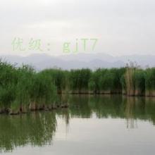 ת